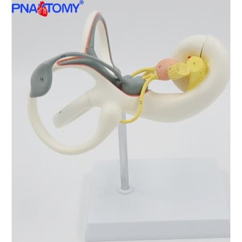 Enlarged Human Ear Labyrinth Model Inner Ear Anatomical Model Sense Organs Detachable Medical Teaching Tool Hospital Use