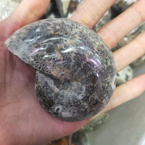 1pcs Nautilus natural fossil spotty screw, nautilus, chrysanthemum stone, snails, shell items, charming