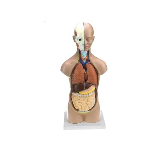 48cm human head and neck torso model biological science education equipment medical organs
