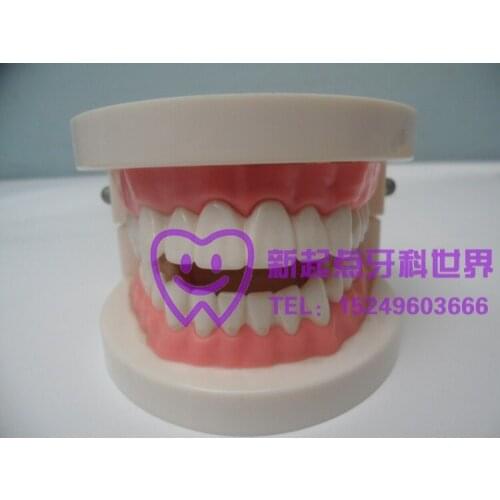 Child tooth model Childrens oral dental model early childhood teaching full mouth dental model