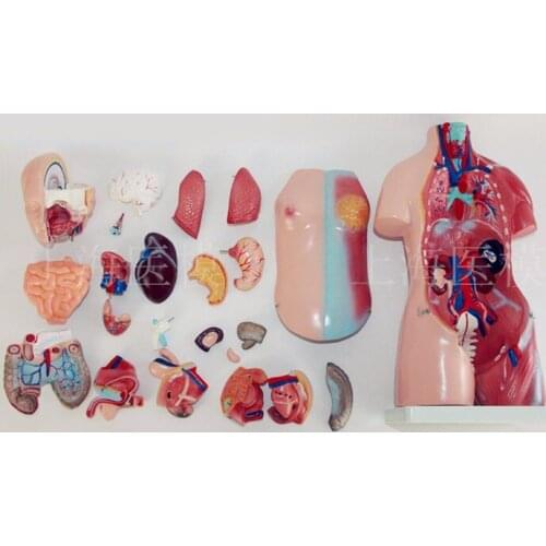 45CM uniex human Torso human anatomical structure model internal organ model 23 parts