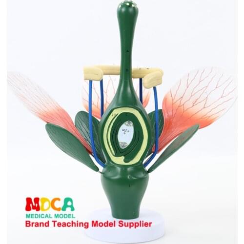 Peach Blossom Typical Dicotyledon Flower Structure Green Plant Stamen Biological Experiment Demonstration Medical Teaching MZWXB