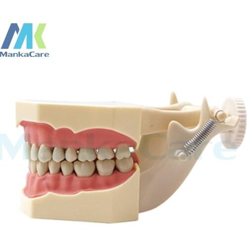 Manka Care - SF Type Study Model/32 pcs Tooth/Soft Gum/Screw fixed/ DP Articulator Oral Model Teeth Tooth Model