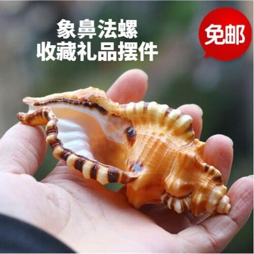9-11CM Cymatium lotorium Black-spotted Bath Triton Washing Bath Triton Conch Natural Crafts Fish Tank Aquarium Shell Home Decor