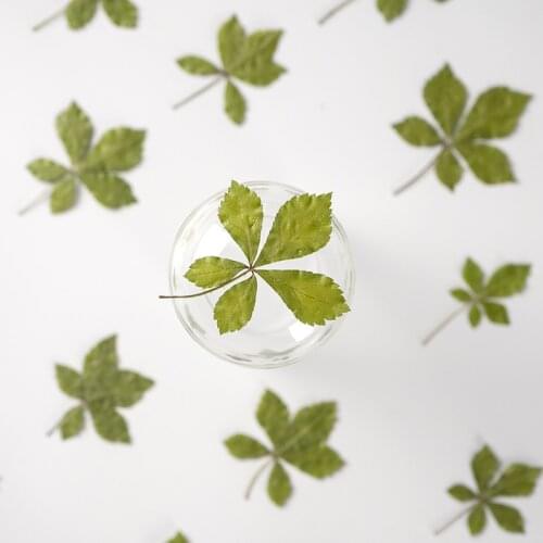 60pcs Pressed Dried Flower Acanthopanax senticosus Leaf Herbarium Epoxy Jewelry Bookmark Phone Case Makeup Nail Art Craft DIY