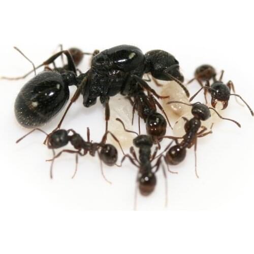 Ant Universe Educational Toys