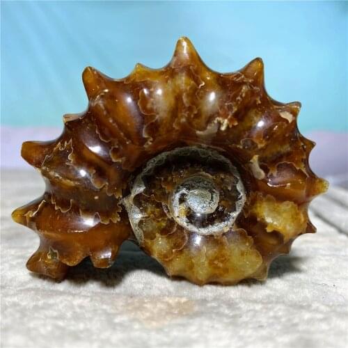 Natural Conch Fossil Horn Screw Star Sea Store Souvenir Energy Crystals Reiki Healing Palm Gift Room Decor Stones Raw Gemstone
