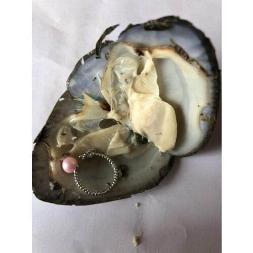Fortune Freshwater Oyster with Random Sterling Sliver Pearls Ring /Earrings/Pendant inside oyster factory price FP480
