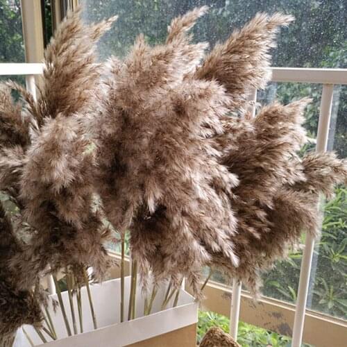 20pcs Pampas Grass Large Wedding Phragmites Real Dried Reed Flower Christmas Decoration Flower Bunch Arrangement