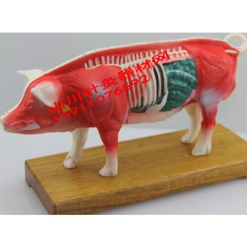 The animal acupuncture model of pig body 55 commonly used acupuncture points PVC material