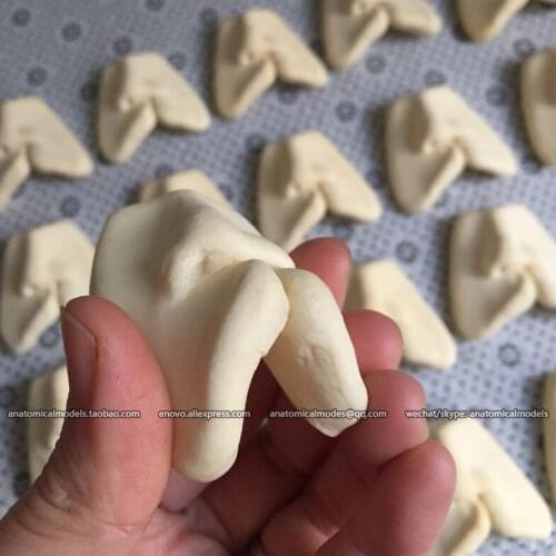 12588/ Practice model of cleft lip suture, soft , Dental - ENOVOMODEL/CMAM