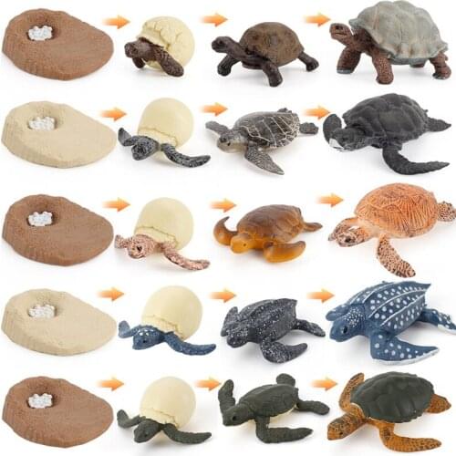 Simulation marine animal turtle growth cycle model tortoise tortoise life stage childrens cognitive toy