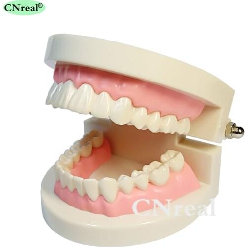 1 Piece Dental Teeth Model for Oral Teaching and Teeth-brushing Demonstration Dentist Lab Equipment (1:1)