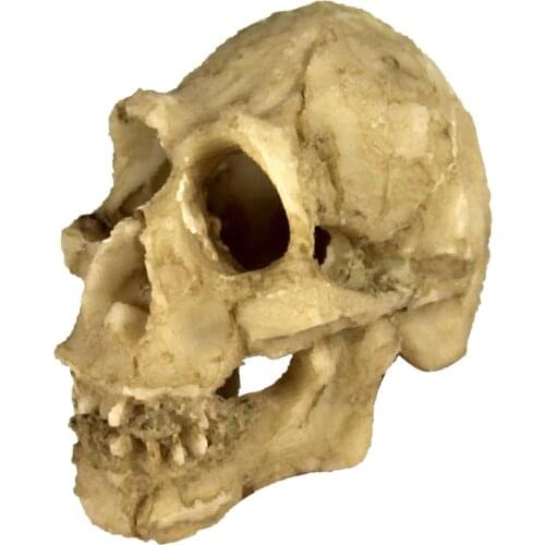 Resin Fish Tank Reptile Vivarium Landscape Ornament Hide Cave House Decor, Human Skull Shape