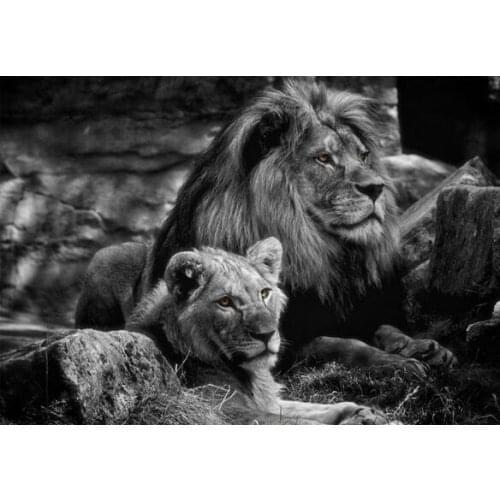 Pride of Lions Wildlife Landscape Art print Silk poster Home Wall Decor