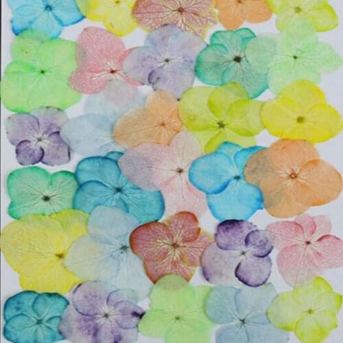 60pcs Dried Pressed Gradient Colors Hydrangea Macrophylla Flower Plant Herbarium For Jewelry Bookmark Phone Case Scrapbook DIY