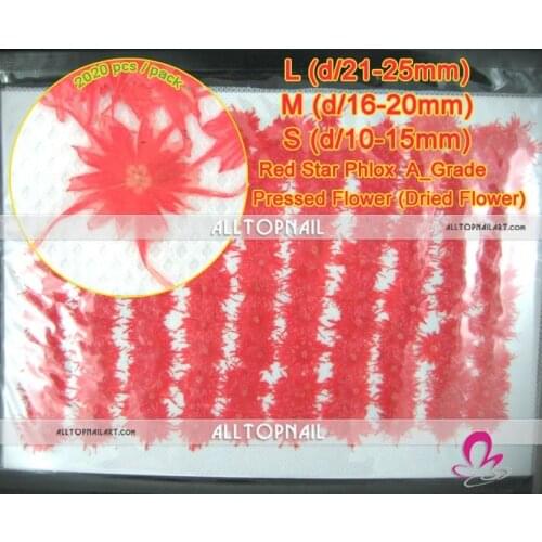 Star Phlox Pressed Dried Flowers Professional 2020pcs Phlox Drummondii Dried Flower Red for Pressed Flower Art - Free shipping