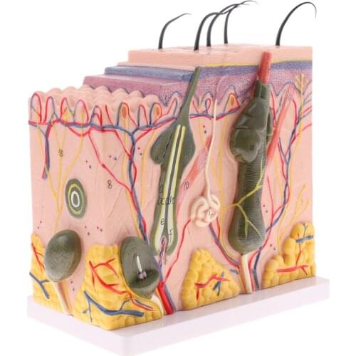 50X Magnified 3D Human Skin Model Structure Medical Anatomical Model for School Teaching Tool Learning Display Lab Supplies