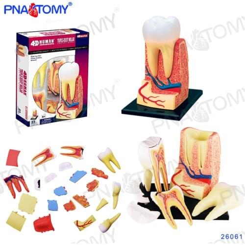 Human Teeth Model Detachable Tooth Dentist used tool educational gift 4D Puzzle Enlarged Anatomy Teeth Model