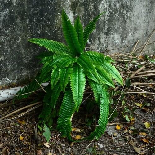 Green Simulation Fern Bouquet Plants Persian Leaves Grass Home Garden Decoration