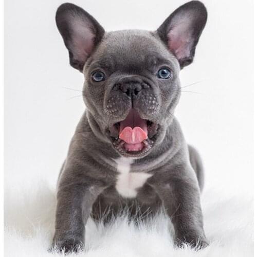 Full Diamond Painting Cross Stitch Round Diamond Mosaic Craft Diamond Embroidery 5D Diy Needlework Black Dog Home Paintings