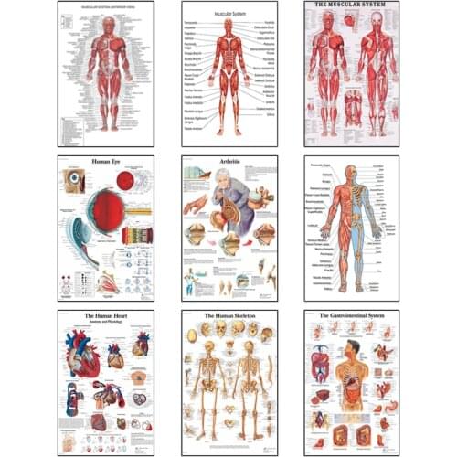 Human Anatomy Muscle System Art Canvas Painting, Body Art Picture and Poster Decoration Family Medicine Education, Frameless
