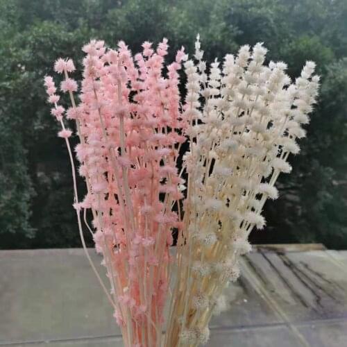 30g/30-40cm,Natural Dried Motherwort flowers Bouquet,Display arrange flowers for Wedding Home Party Decoration accessories