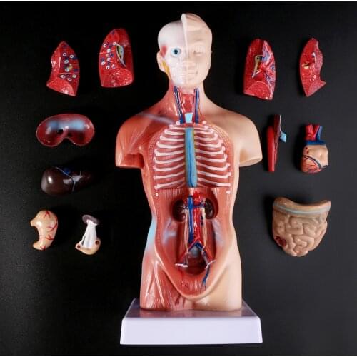 Human Torso Body Model Anatomy Anatomical Medical Internal Organs For Teaching