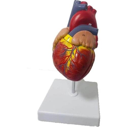 1:1 Lifesize Human Heart Anatomy Model Medical Science Teaching Resources Dropshipping