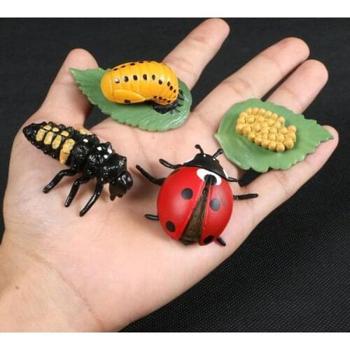 Simulation Animals Growth Cycle Butterfly Ladybug Life Cycle Figurine Plastic Childrens Cognitive Science and Education Model