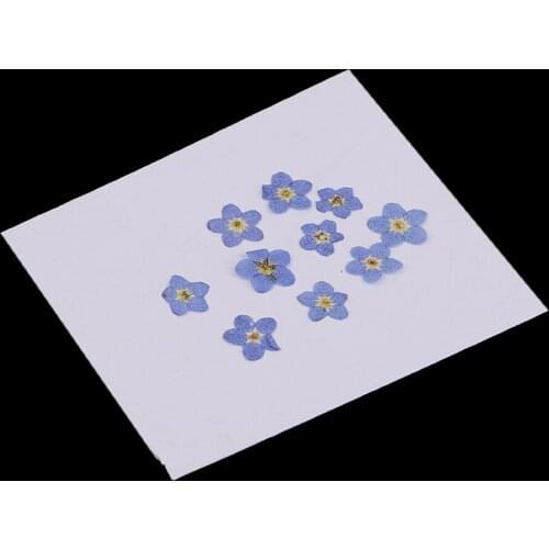 30pcs Pressed Natural Dried Flowers Forget-me-not for DIY Craft Scrapbooking