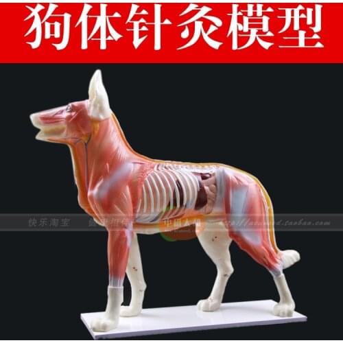 Dog Anatomy Models dog anatomy model teaching practice training