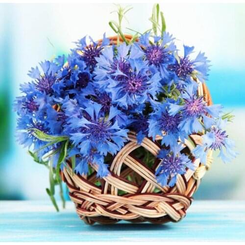 5D diy full square round drill diamond painting Blue cornflower Diamond embroidery Cross Stitch mosaic Rhinestone flowers crafts