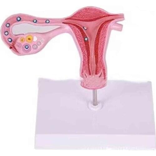 Fine egg fertilization process amplification model uterine cavity profile ovarian fallopian tube model teaching