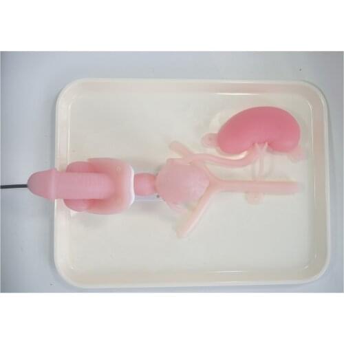 Ureteroscopy training simulator urinary endoscopy model hollow inside silicone model