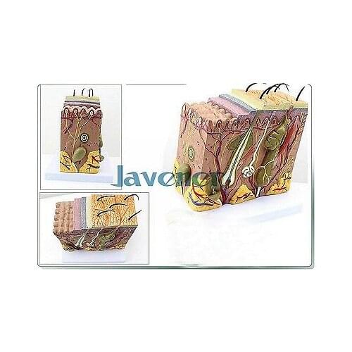 Magnify Human Anatomical Skin Tissue Anatomy Medical Model Simulation