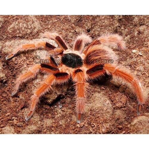 Spider full drill Mosaic 5D Diy Embroidery Diamond Painting Resin 3D Cross Stitch Kits room decor aniaml Needlework Stickers