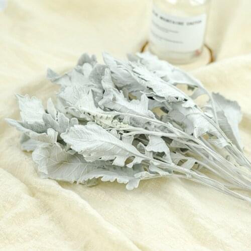 40-50G Silver Leaf Chrysanthemum Cineraria Dried Plants Home Wedding Party Decoration Artificial FLowers Indie Living Room