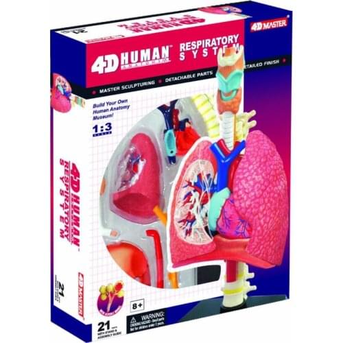 4D master model colored heart assembled Human Anatomy dimensional