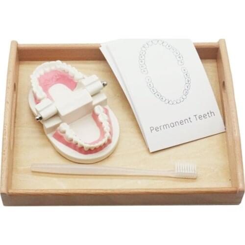 Baby Montessori Teeth Brushing Learning Toys For Children Simulated Tooth Model Practical Life Teaching Aids K2164H