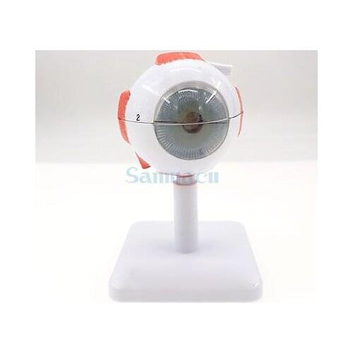 3X Life Size Ocular Anatomy Eyeball Model Enlargement Pupil Vision Correction for Medical Education School