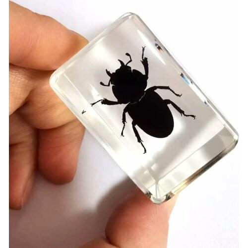 YQTDMY jewelry Insect Mini beetle black bettle clear Paperweight Collection Gift