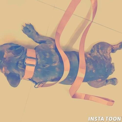 Pug Collar and Leash Set for French Bulldog Collar Set Puppy Prodcut LC0190