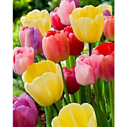 GATYZTORY DIY Painting By Numbers Kits Colorful Flower Acrylic Picture Modern Wall Art Hand Painted For Home Decor