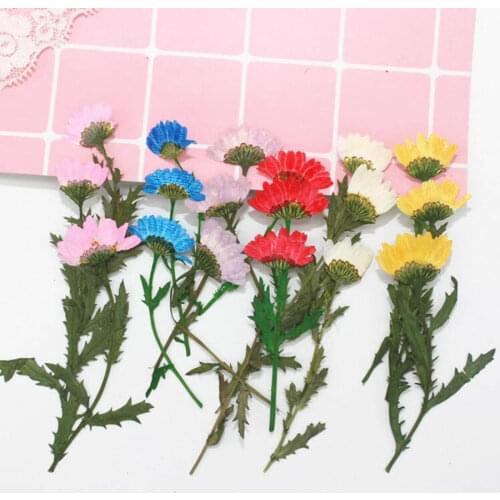 10pcs Side Pressed Dried Chrysanthemum Paludosum Flower Plants Herbarium For Jewelry Phone Case Bookmark Scropbook Craft DIY