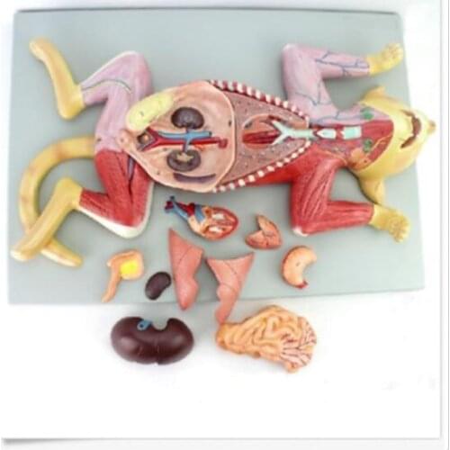 Anatomy Model Organs Heart Muscle Nerve Veterinary Study Animal Teaching Model school supplies medical instrumet