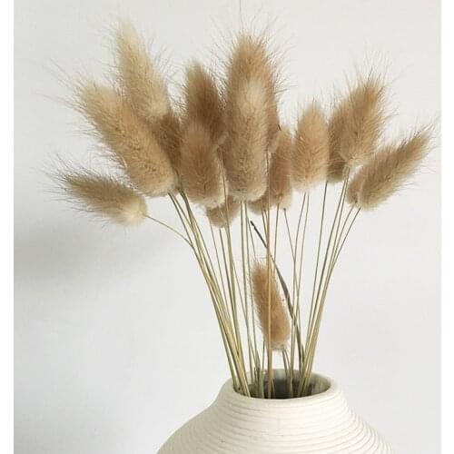 50 stems Dried Flower Bunny Tail Natural Plants Floral Rabbit Grass Bouquet Home Decoration Accessories Photography Props Flores