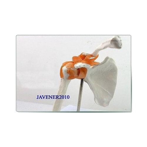 Human Anatomical Shoulder Joint Clavicle Medical Model Flexible +Stand