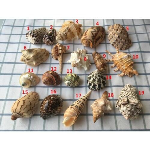 20 pcs natural conch snailsmall sea shells sea shell decoration shell sea mixed seashells materials for crafts