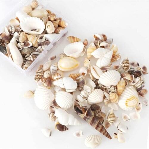 Natural Seashell Sea Shell Beach Fish House Tank Aquarium Vase